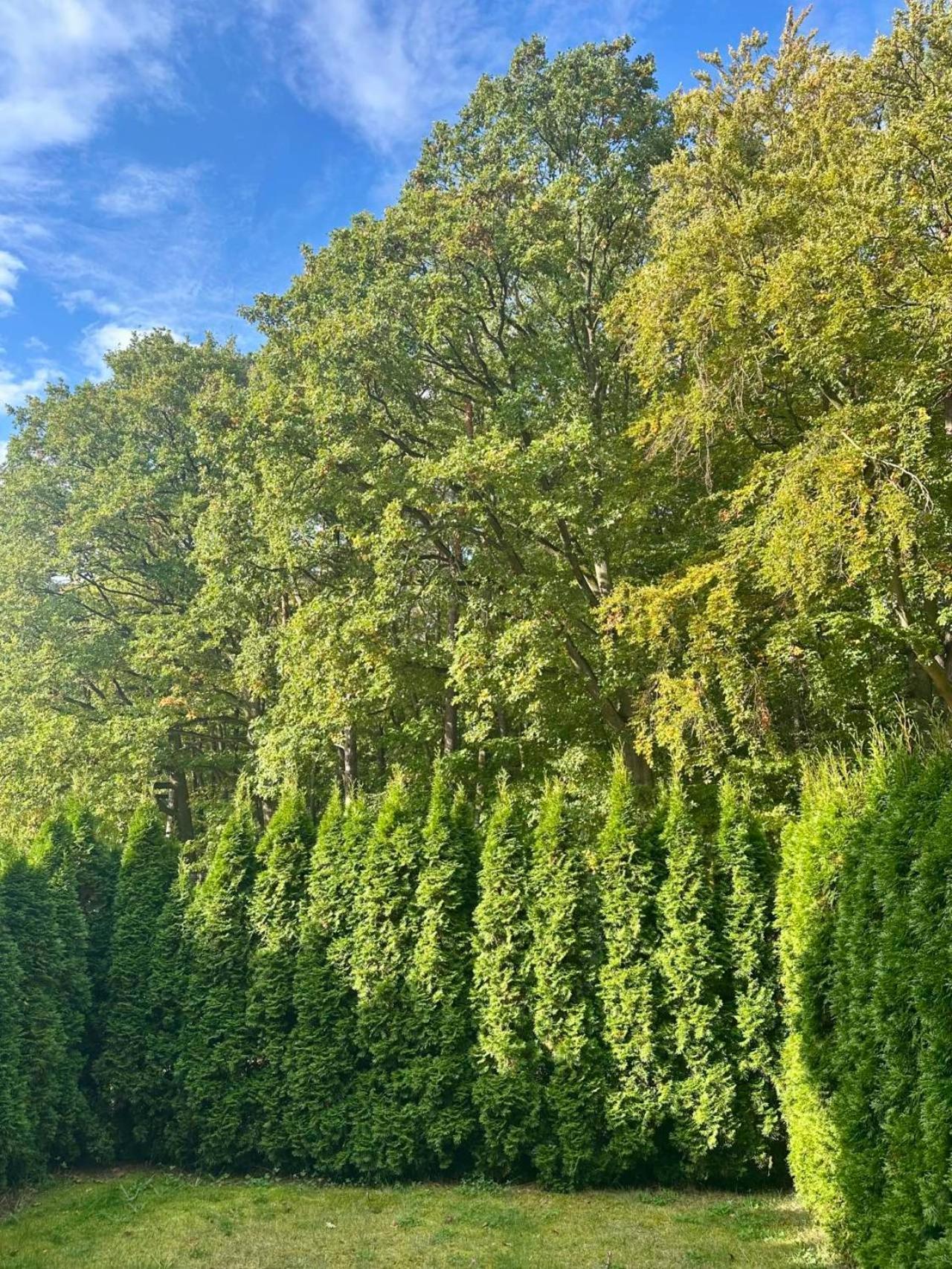 Studio Wiselka Lesna Dış mekan fotoğraf